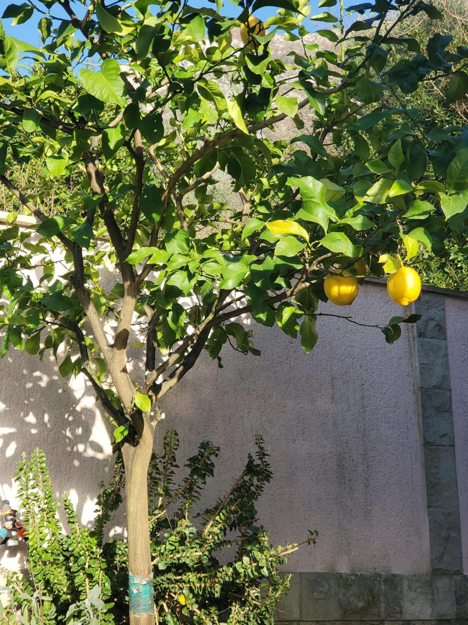 Ecohouse Risan Studio Zewnętrze zdjęcie